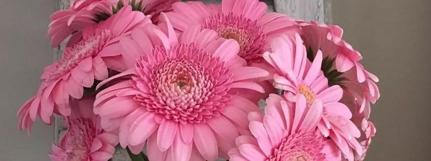 蓝色非洲菊花语（探索蓝色非洲菊花的传奇色彩）