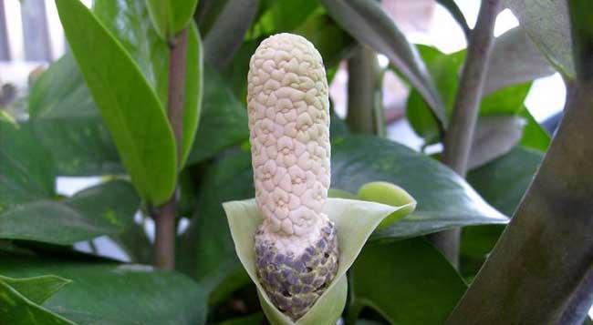 以分株繁殖代表意思的植物繁殖方式（探索植物繁殖中的无限生命力）
