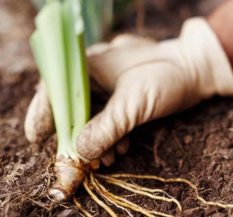 以分株繁殖代表意思的植物繁殖方式（探索植物繁殖中的无限生命力）