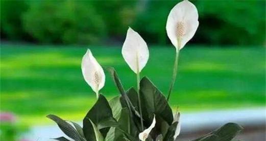 以分株繁殖代表意思的植物繁殖方式（探索植物繁殖中的无限生命力）