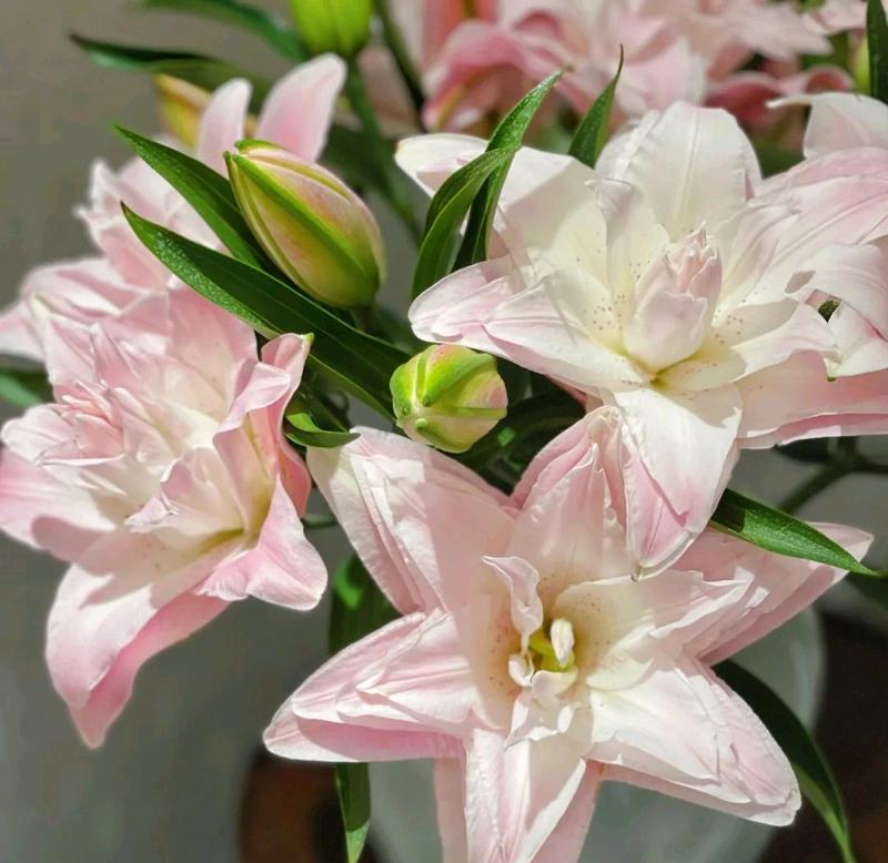 花开芬芳，粉百合花语解读（花开芬芳，品味粉百合的美丽与深意）