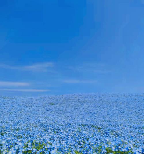 粉蝶花（探寻粉蝶花花语的文化背景）