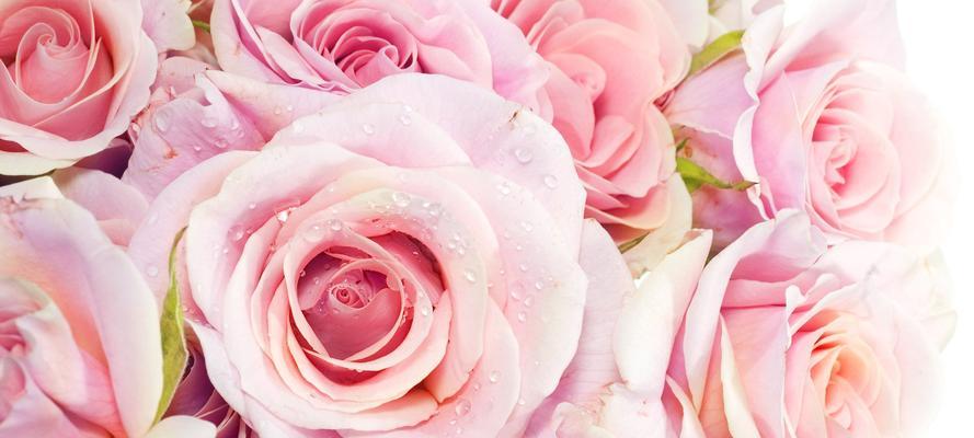 探寻粉红玫瑰的浪漫花语（粉红玫瑰的意义和象征，带给你的情感和期望）