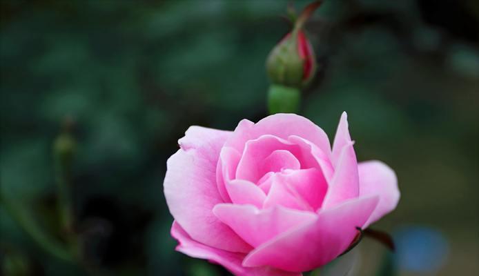 粉色玫瑰的深意（探索粉色玫瑰的象征意义及文化传承）