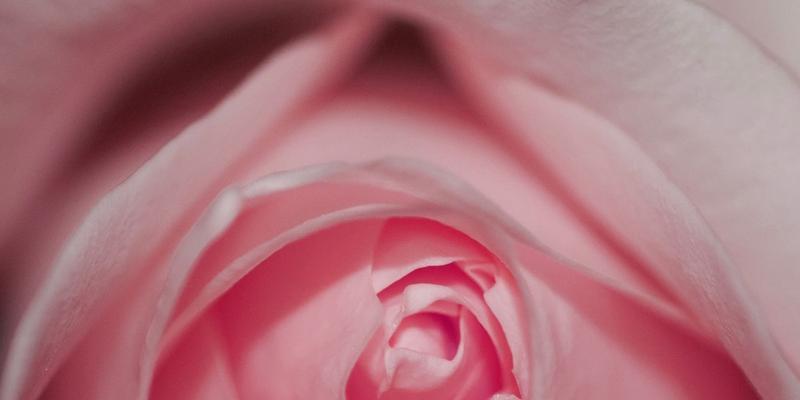 粉红色玫瑰花的花语与寓意（探寻粉红色玫瑰花的美丽花语与丰富寓意）