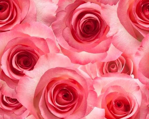 粉红色玫瑰花的意义（探寻粉红色玫瑰花背后的浪漫与温柔）