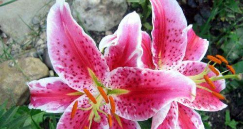 粉色百合花语与寓意（优雅绽放，传递爱与关怀）