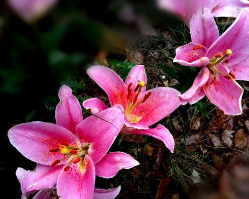 粉色百合花语与寓意（优雅绽放，传递爱与关怀）