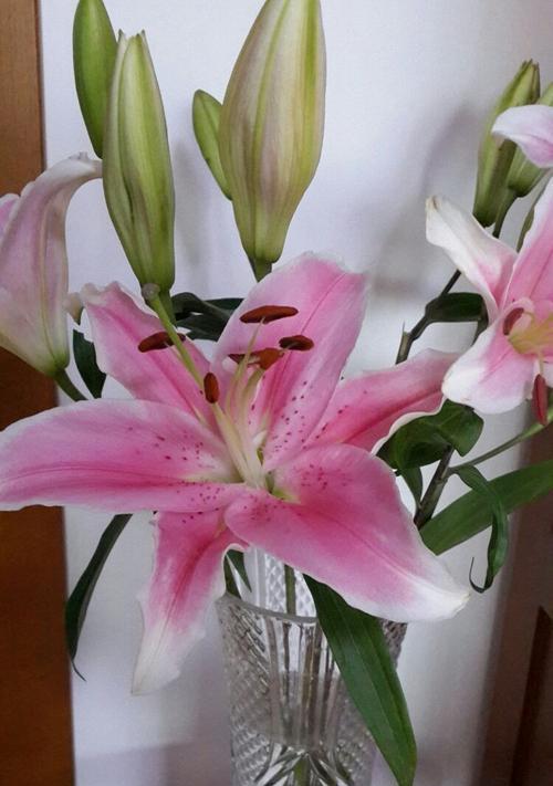 粉色百合花语（探寻粉色百合的花语之美）