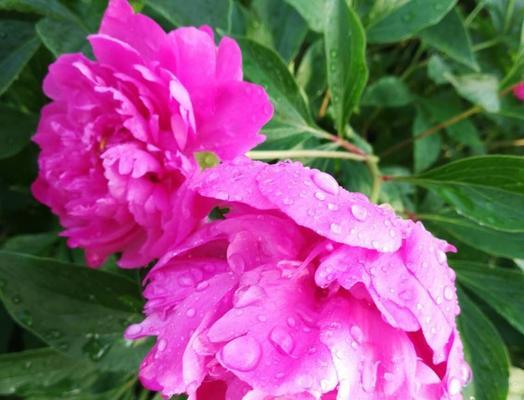 粉色菊花的花语-传递温馨与爱意（粉色菊花传递的美好情感）