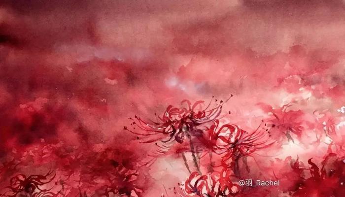 粉色曼珠沙华花语（绽放着纯洁与温柔的花海）