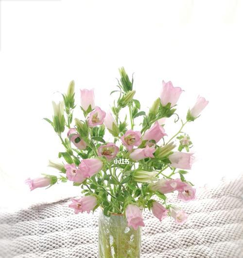 风铃草的寓意与象征意义（探索自由、坚韧与希望的花朵）