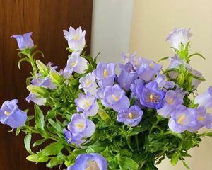 风铃花的寓意与美好（和风轻拂下的静谧响声）