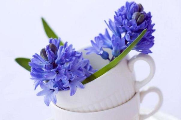 风信子的花语与象征意义（解读风信子的含义与象征）