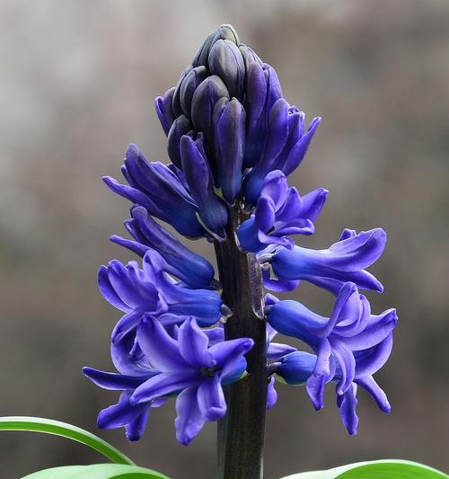 白色风信子的花语与寓意（探寻白色风信子的象征与意义）