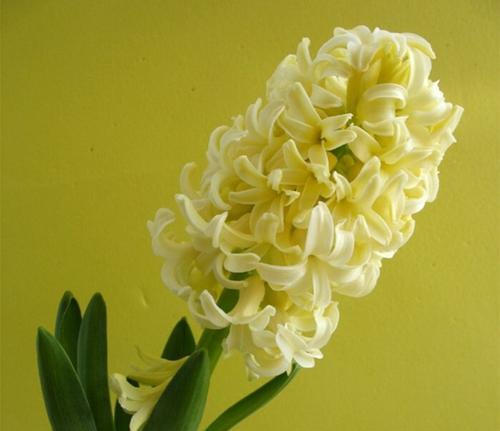 花语传递的情感和寓意（以茉莉花、栀子花和风信子花为例探究花语的魅力）