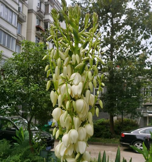凤尾丝兰，爱与希望的象征（凤尾丝兰花语与人生哲理）