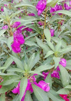 凤仙花的花语与意义（探寻凤仙花的神秘花语）