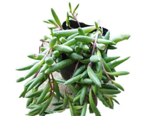 以佛珠吊兰寓意（佛珠吊兰）