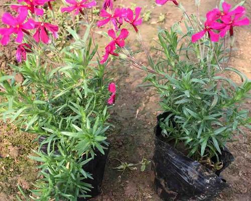 福禄考花语解读（探寻福禄考花的花语与意义，寓意吉祥、繁荣与富贵）