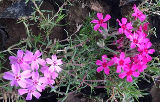福禄考花语解读（探寻福禄考花的花语与意义，寓意吉祥、繁荣与富贵）
