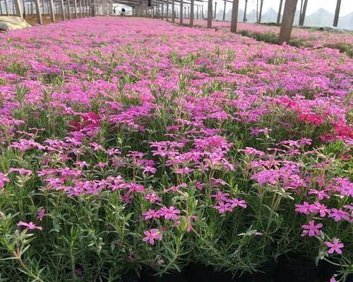 福禄考花语解读（探寻福禄考花的花语与意义，寓意吉祥、繁荣与富贵）