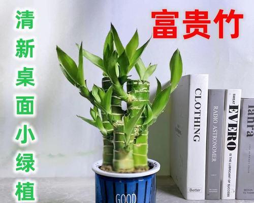 富贵竹的寓意与象征（揭示吉祥、繁荣与福气的秘密）