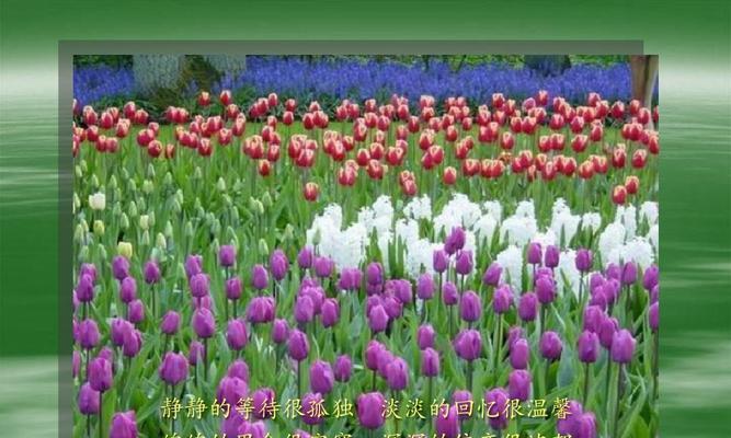 花语的奇妙世界（探寻花卉传递的情感与寓意）