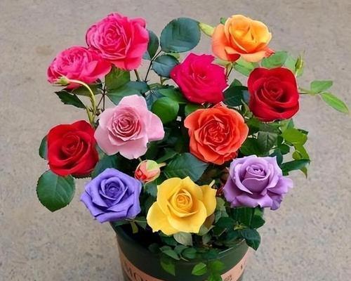 玫瑰花的含义及象征（探寻玫瑰花的深层寓意）