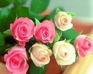 玫瑰花的色彩世界(揭秘不同颜色玫瑰的含义与象征)