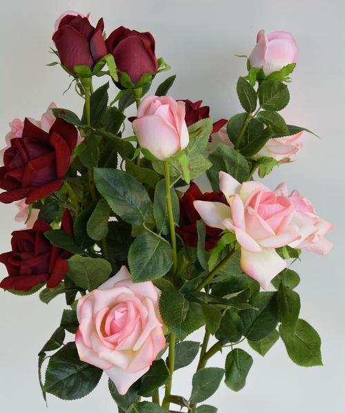 各色玫瑰花语之秘密（探寻不同颜色玫瑰花背后的含义）