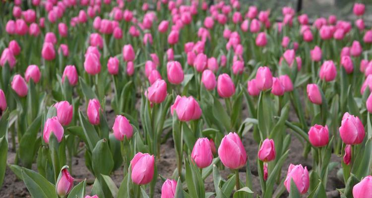 郁金香的花语与意义（探寻郁金香花语的深层涵义与情感表达）