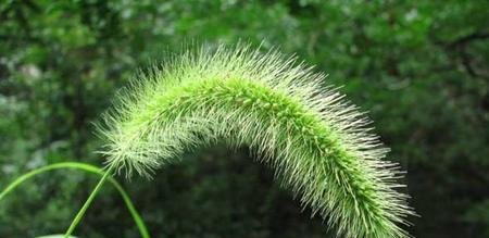 以狗尾巴草的花语为主题的文章（探寻狗尾巴草的花语与意义）