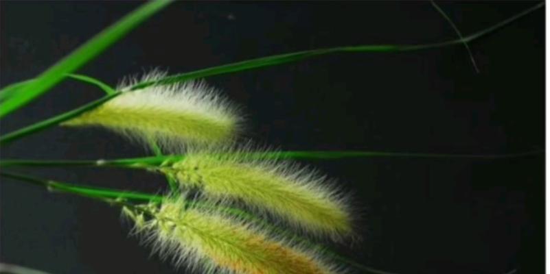以狗尾巴草的花语为主题的文章（探寻狗尾巴草的花语与意义）