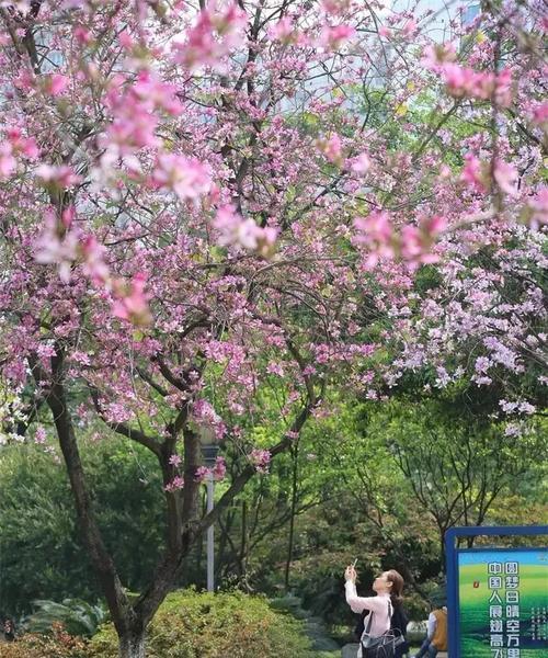 宫粉紫荆，春日之美（盛开于春季，绽放多彩生命之花）