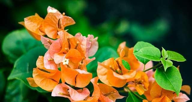 三角梅的养殖方法和花语注意事项（打造美丽的三角梅花园，让花语传递爱与希望）