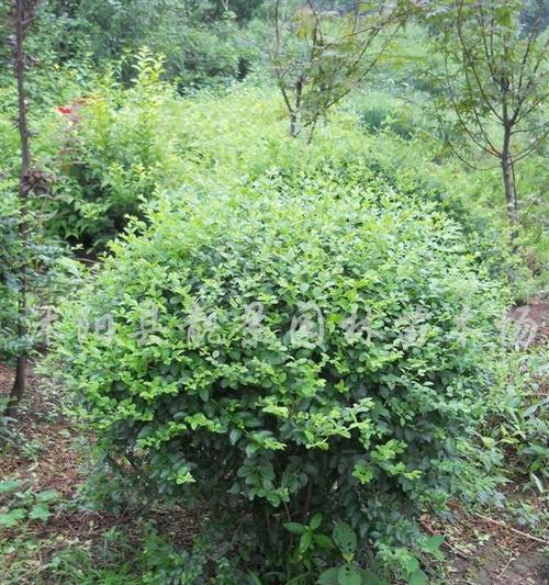 小叶女贞球——乔木还是灌木？（分析小叶女贞球的植物性质及其分类）