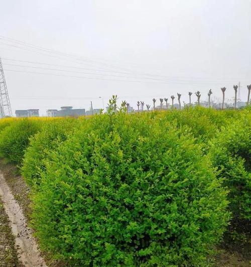 小叶女贞球——乔木还是灌木？（分析小叶女贞球的植物性质及其分类）