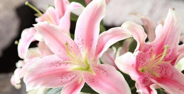 三头百合花语（三头百合花语的涵义及应用）