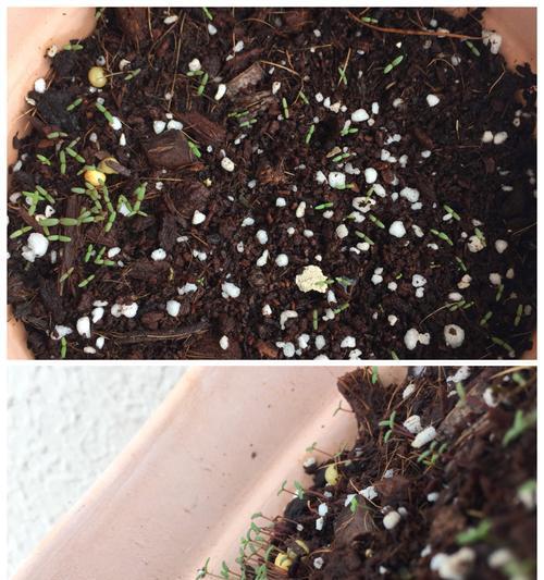 太阳花种植全指南（从播种到收获，轻松掌握太阳花种植技巧）