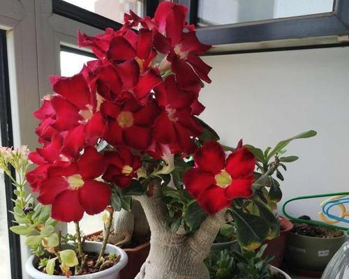 沙漠玫瑰花（探索沙漠玫瑰花的花语与传奇）