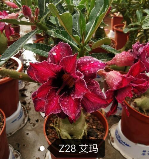 沙漠玫瑰花（探索沙漠玫瑰花的花语与传奇）