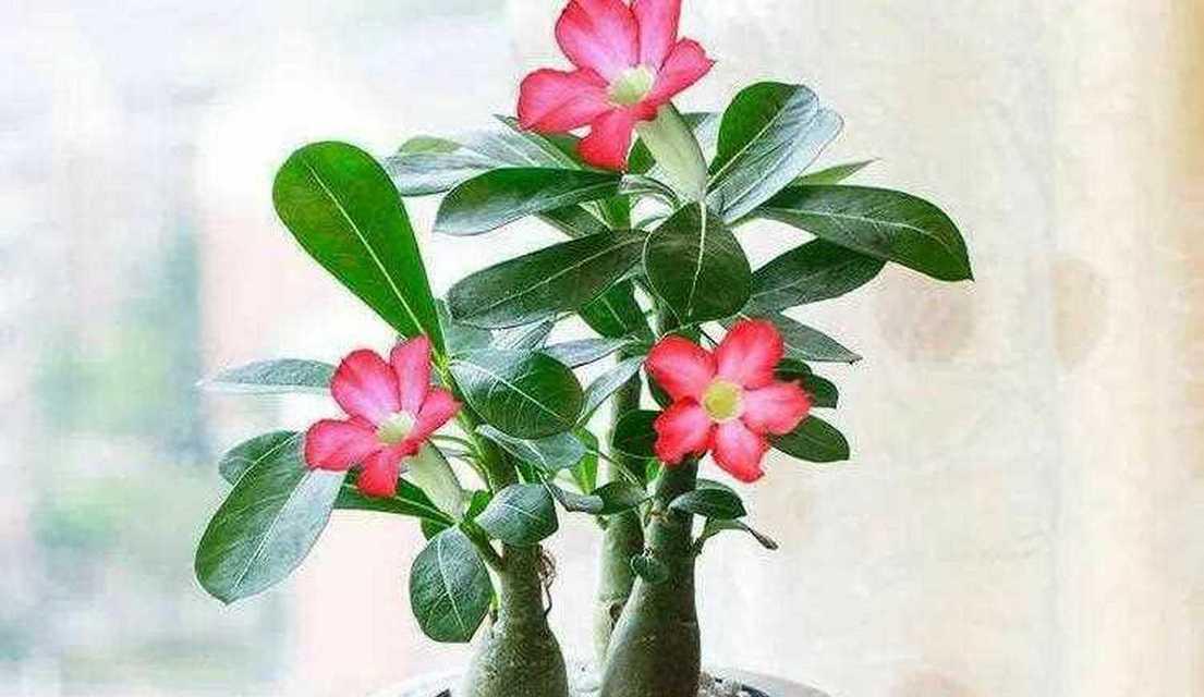 沙漠玫瑰花（探索沙漠玫瑰花的花语与传奇）