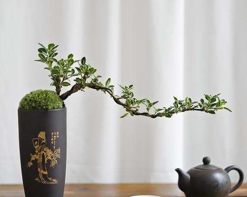 六月雪盆景的制作与养护（以“雅致”为特点的盆景制作方法及养护技巧）