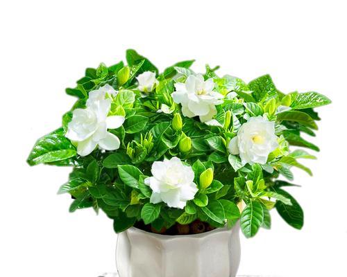 栀子花开花时间多长？（探究栀子花的花期及其影响因素）