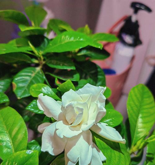 栀子花开花时间多长？（探究栀子花的花期及其影响因素）
