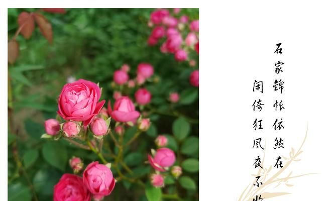 鲜花之语-以省花名称及花语为主题的探索（揭开省花的花语之谜，用花朵诉说情感）