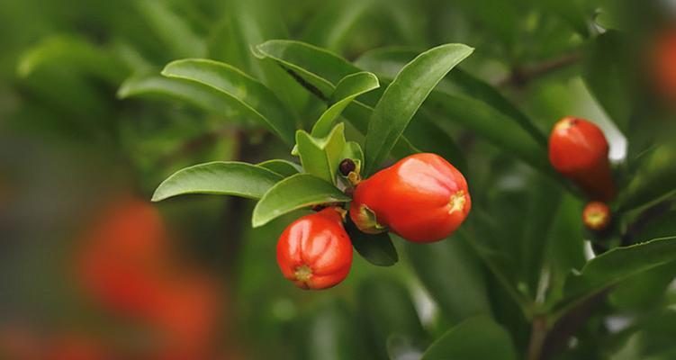石榴花风水之美——祥瑞富贵的象征（探索石榴花在风水中的深层含义）