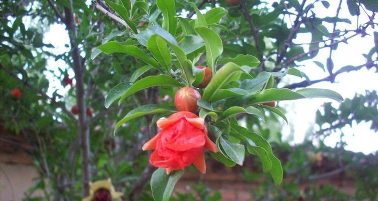 石榴花风水之美——祥瑞富贵的象征（探索石榴花在风水中的深层含义）