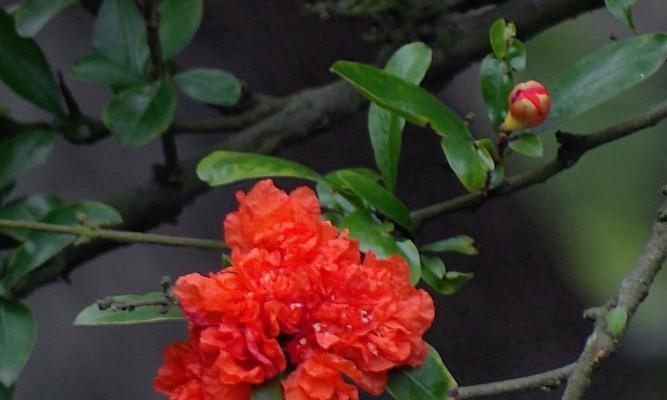 石榴花风水之美——祥瑞富贵的象征（探索石榴花在风水中的深层含义）